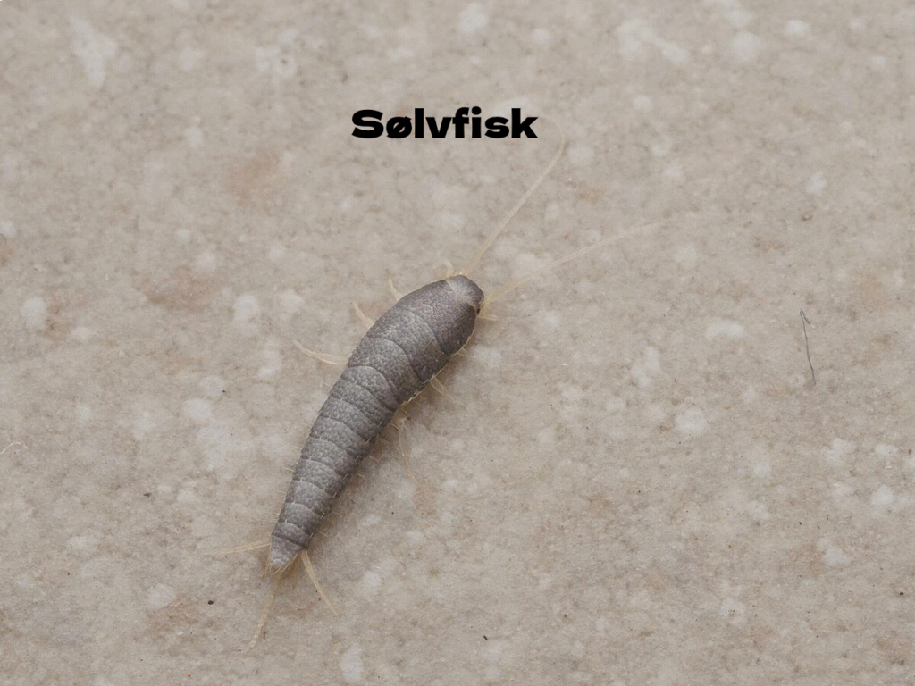 Sølvfisk (Lepisma saccharina) i bolig – Skægkræ Eksperten