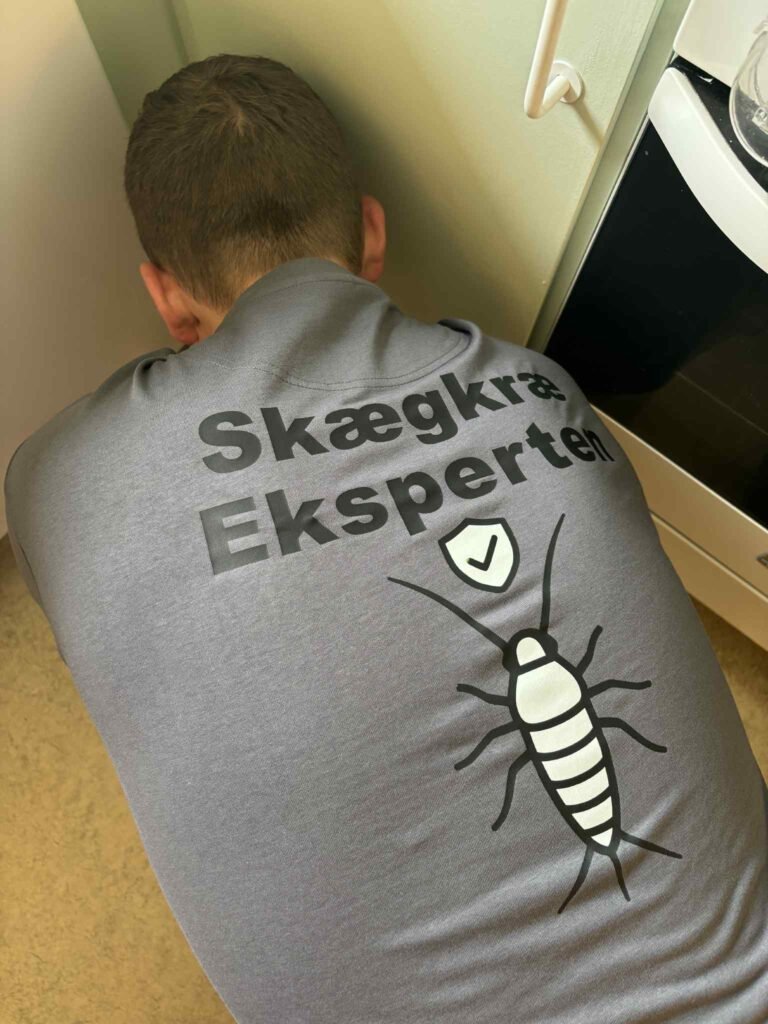 Medarbejder fra Skægkræ Eksperten lægger gift til bekæmpelse af skægkræ i køkken i Holbæk