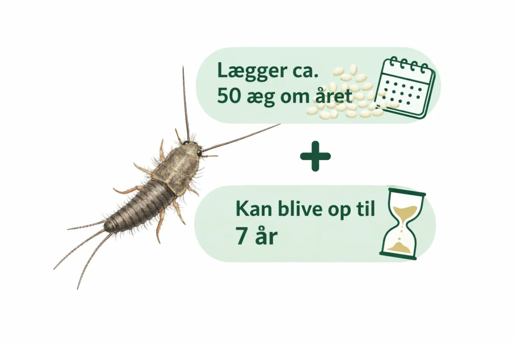 Skægkræ facts